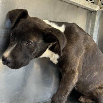 Pit Bull Terrier Dogs Available for Adoption in Birmingham, Alabama - Toby | PetCurious