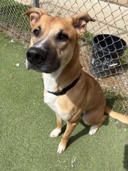 Kuma -  German Shepherd Dog and Hound Dog for Adoption in New Kensington, Pennsylvania - Kuma | PetCurious