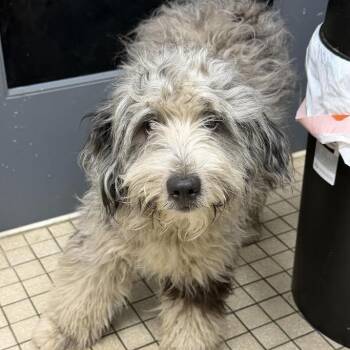 Anchor -  Golden Retriever and Miniature Poodle Dog for Adoption in Camden, Delaware - Anchor | PetCurious