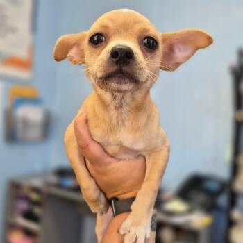 Potato -  Jack Russell Terrier Dog for Adoption in Wahiawa, Hawaii - Potato | PetCurious