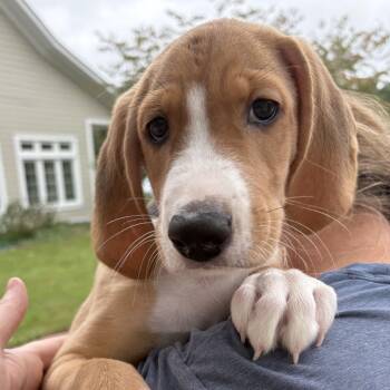 Sawyer -  American Foxhound Dog for Adoption in Gloucester, Virginia - Sawyer | PetCurious