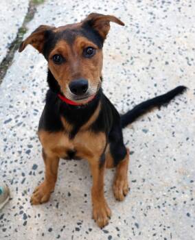 Albus -  German Shepherd Dog Dog for Adoption in Harrison, New York - Albus | PetCurious