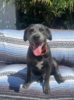 Brunson -  Pit Bull Terrier Dog for Adoption in Burbank, California - Brunson | PetCurious