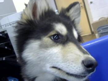 Mixed Breed Dogs Available for Adoption - MIKI | PetCurious