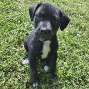 Labrador Retriever and Shepherd Dogs Available for Adoption in Helena, Alabama - Beau Dacious | PetCurious