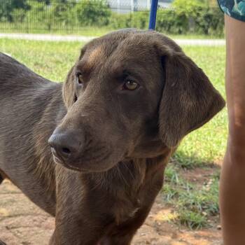Cowboy Carl -  Chocolate Labrador Retriever Dog for Adoption in Columbia, South Carolina - Cowboy Carl | PetCurious