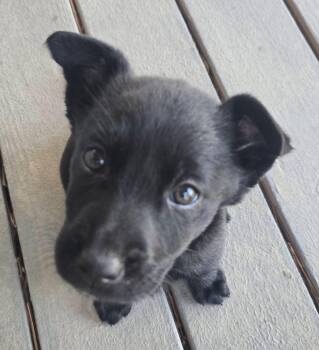 Labrador Retriever Dogs Available for Adoption - Gracie | PetCurious