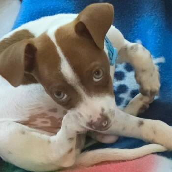 Jack Russell Terrier and Mixed Breed Dogs Available for Adoption in Potomac, Maryland - Telly | PetCurious