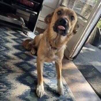 Honey -  Shepherd Dog for Adoption in Little Rock, Arkansas - Honey | PetCurious