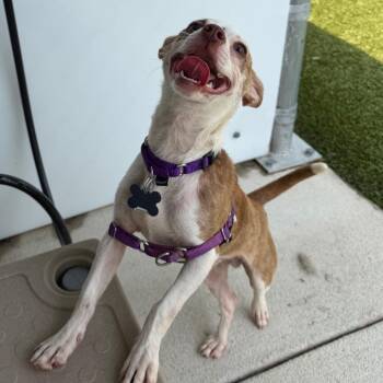 Cash -  Chihuahua and Mixed Breed Dog for Adoption in Falls Church, Virginia - Cash | PetCurious