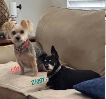 Rescue Silky Terrier Dogs for Adoption in Palm Harbor, Florida - Ziggy And Lilly | PetCurious