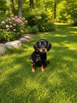 Dachshund and Hound Dogs Available for Adoption in Nashville, Tennessee - Coconut (F) | PetCurious