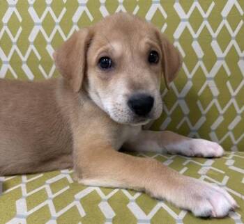 Briarwood -  Great Pyrenees and Mixed Breed Dog for Adoption in Lawrenceville, Georgia - Briarwood | PetCurious
