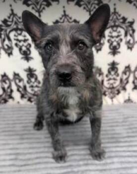 Tony Hawk -  Terrier Dog for Adoption in Durango, Colorado - Tony Hawk | PetCurious