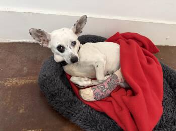 Chihuahua Dogs Available for Adoption in San Antonio, Texas - Pepita | PetCurious