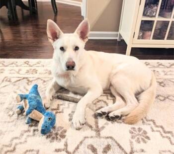 Rescue Shepherd and Mixed Breed Dogs for Adoption in Anderson, Indiana - Phoenix | PetCurious