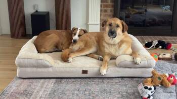 Hound Dogs Available for Adoption - Eva | PetCurious