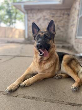 Mojo -  German Shepherd Dog Dog for Adoption in Houston, Texas - Mojo | PetCurious