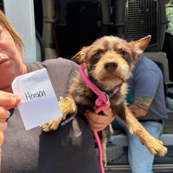 Mixed Breed Dogs Available for Adoption in Savannah, Georgia - Hensen | PetCurious