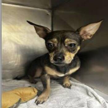 Lanie -  Chihuahua and Mixed Breed Dog for Adoption in San Antonio, Texas - Lanie | PetCurious
