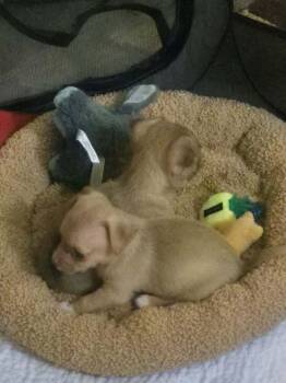 Chihuahua and Wheaten Terrier Dogs Available for Adoption - Jojo | PetCurious