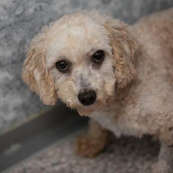 Rescue Poodle Dogs for Adoption in Peyton, Colorado - Benjamin (OT25-91) | PetCurious