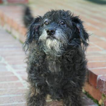 Standard Schnauzer Dogs Available for Adoption - Bailey S1 | PetCurious