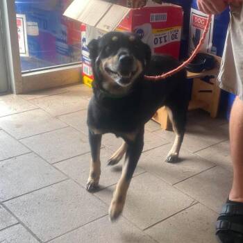 Iggy Azalea Stray Hold 7/4 -  Mixed Breed Dog for Adoption in Huntington, West Virginia - Iggy Azalea Stray Hold 7/4 | PetCurious