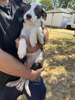 DOBBY -  Pit Bull Terrier and Mixed Breed Dog for Adoption in Oklahoma City, Oklahoma - DOBBY | PetCurious