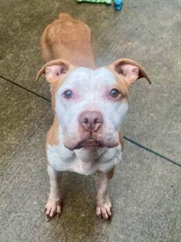 Alma -  Pit Bull Terrier Dog for Adoption in Chicago, Illinois - Alma | PetCurious