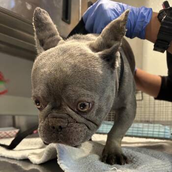 IVHS-Stray-139375 -  French Bulldog Dog for Adoption in San Gabriel, California - IVHS-Stray-139375 | PetCurious