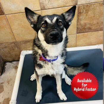 Rescue Shepherd and Husky Dogs for Adoption in Las Vegas, Nevada - Rosemary | PetCurious