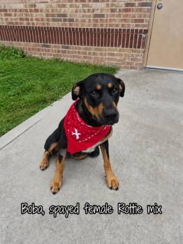 Rottweiler Dogs Available for Adoption in Plano, Texas - Boba | PetCurious