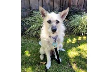 Clue -  Norfolk Terrier Dog for Adoption in Palo Alto, California - Clue | PetCurious
