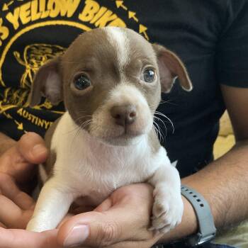Chihuahua Dogs Available for Adoption - Ophelia | PetCurious