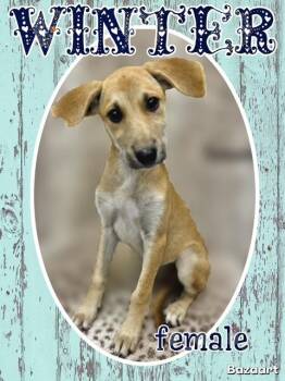 Rescue Labrador Retriever Dogs for Adoption in Manchester, Connecticut - Winter | PetCurious