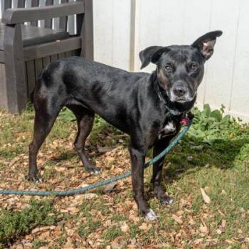 Mixed Breed Dogs Available for Adoption in Chamblee, Georgia - Acrobat | PetCurious