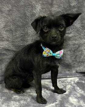 Rescue Chihuahua and Yorkshire Terrier Dogs for Adoption in Lodi, California - Colby | PetCurious