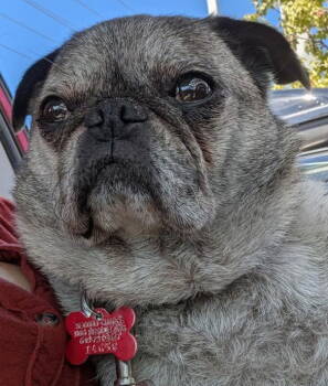 Rescue Pug Dogs for Adoption in San Diego, California - Kiko | PetCurious