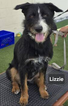 Lizzie -  German Shepherd Dog Dog for Adoption in Visalia, California - Lizzie | PetCurious