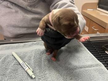 Pit Bull Terrier Dogs Available for Adoption in Martinez, California - A1047030 | PetCurious