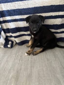 Bowser -  Mixed Breed Dog for Adoption in Saskatoon, Saskatchewan - Bowser | PetCurious
