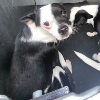 Ferb -  Terrier and Mixed Breed Dog for Adoption in San Antonio, Texas - Ferb | PetCurious