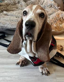 Oscar -  Basset Hound Dog for Adoption in Auburndale, Florida - Oscar | PetCurious