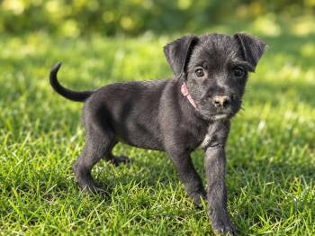 Buddy (Male) Avail 10/29 Halloween Puppies -  Schnauzer and Boxer Dog for Adoption in West Grove, Pennsylvania - Buddy (Male) Avail 10/29 Halloween Puppies | PetCurious