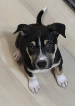 Rescue Mixed Breed Dogs for Adoption in Lake View, New York - Rice Chex | PetCurious