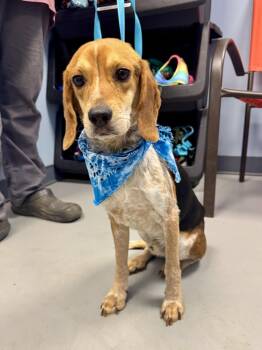 Bugle -  Beagle Dog for Adoption in Zanesville, Ohio - Bugle | PetCurious