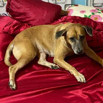 Thai Ridgeback Dogs Available for Adoption - Nau | PetCurious