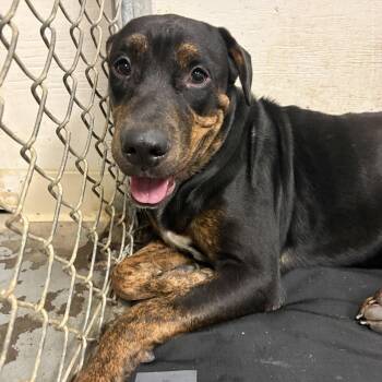 Birdie and Bogey from the golf course -  Rottweiler and Australian Cattle Dog Blue Heeler Dog for Adoption in Metairie, Louisiana - Birdie And Bogey From The Golf Course | PetCurious