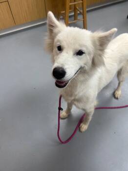 Loki -  Husky and Shepherd Dog for Adoption in Hartsville, South Carolina - Loki | PetCurious